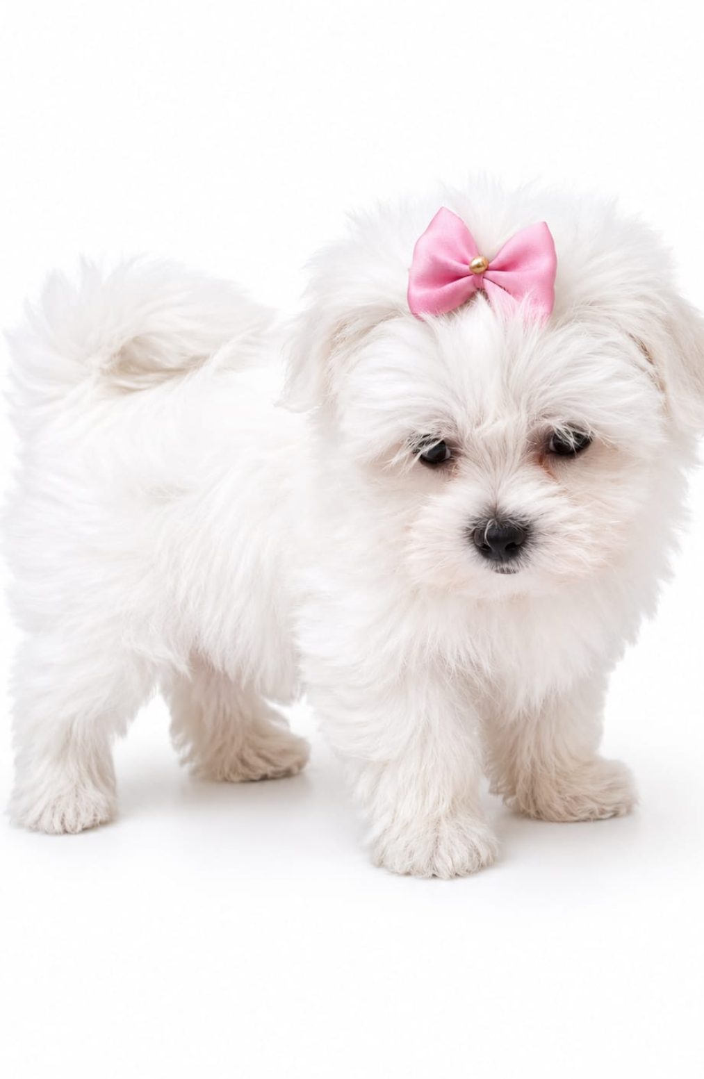Bichon maltes sevilla