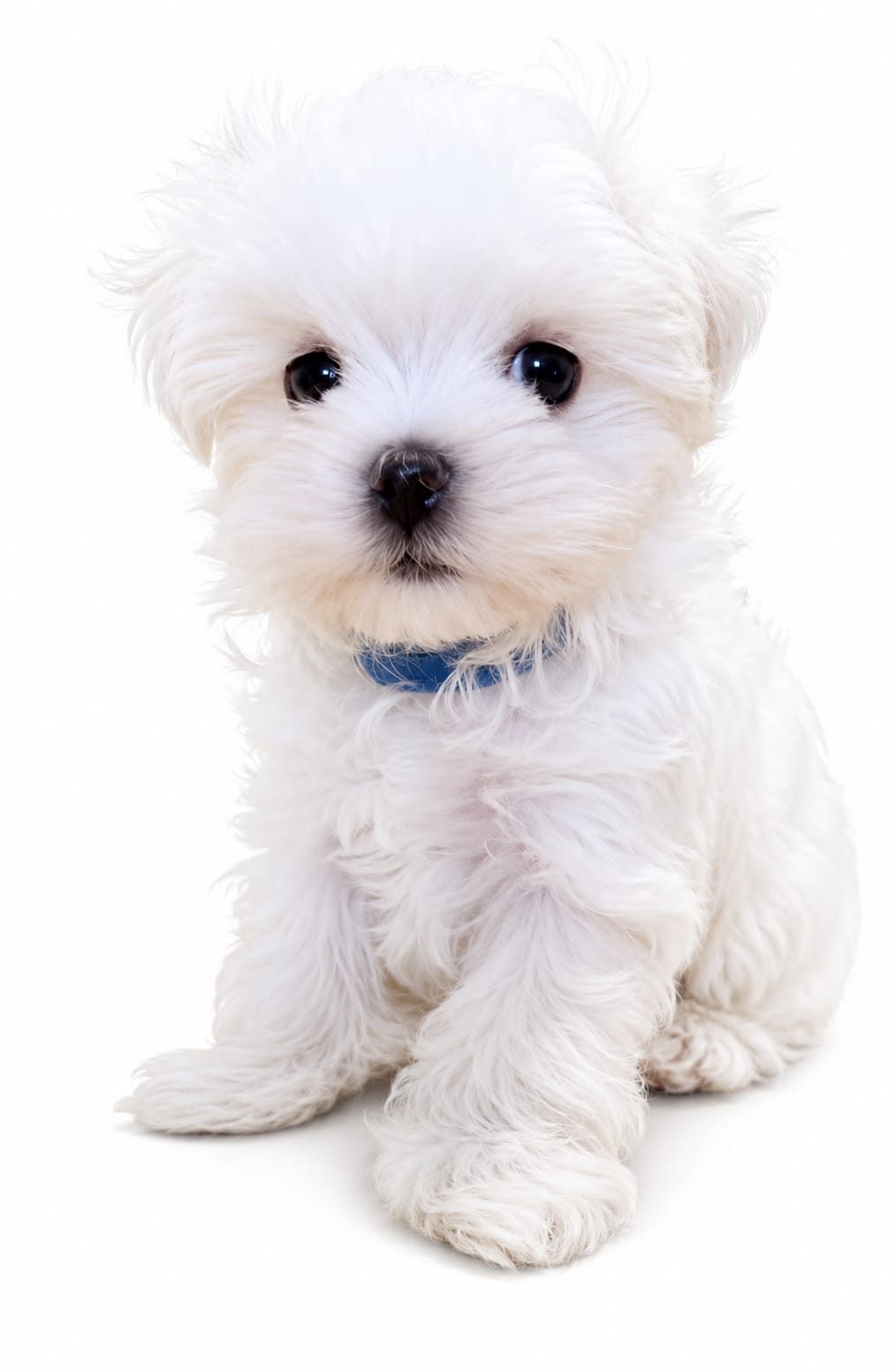 Bichon maltes sevilla